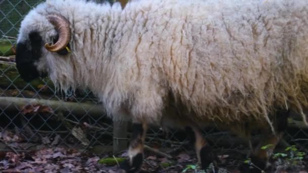 Primo Piano Pecore Bianche Nei Boschi Autunno — Video Stock