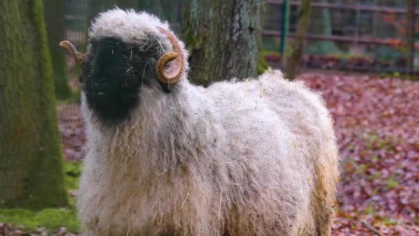 Gros Plan Sur Mouton Roux Dans Les Bois Automne — Video