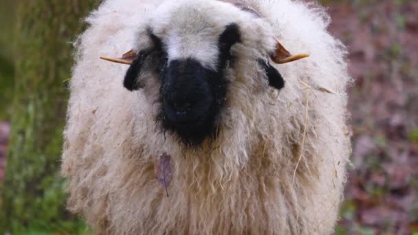 Zbliżenie Blacknose Sheepin Lasy Jesienią — Wideo stockowe
