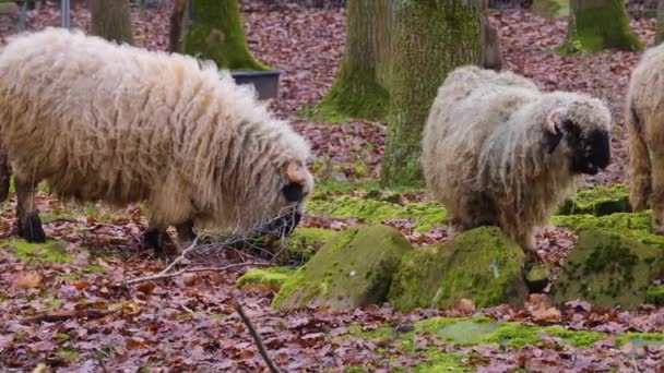 Sluiten Van Blacknose Schapen Het Bos Herfst — Stockvideo