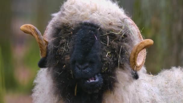 Sluiten Van Blacknose Schapen Het Bos Herfst — Stockvideo