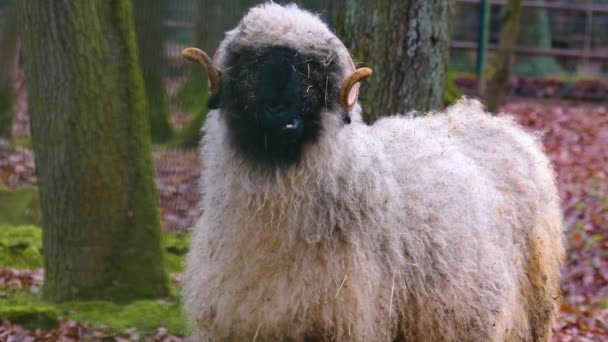 Gros Plan Sur Mouton Roux Dans Les Bois Automne — Video