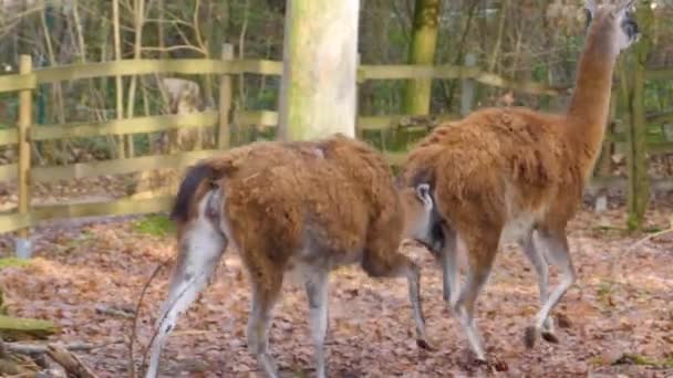 Gros plan de deux Guanaco se battant et sautant dans les bois en automne.