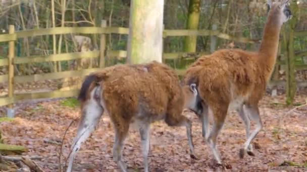 Close Van Twee Guanaco Vechten Springen Het Bos Herfst — Stockvideo