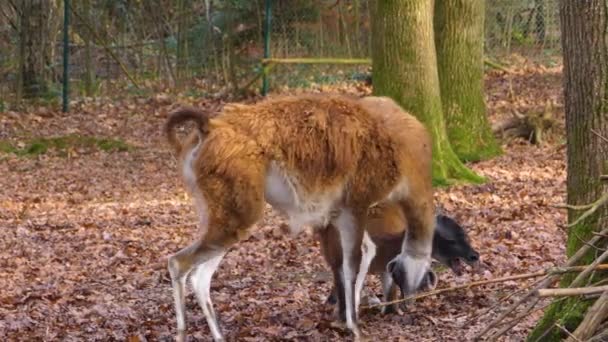 Primer Plano Dos Guanacos Peleando Saltando Bosque Otoño — Vídeos de Stock