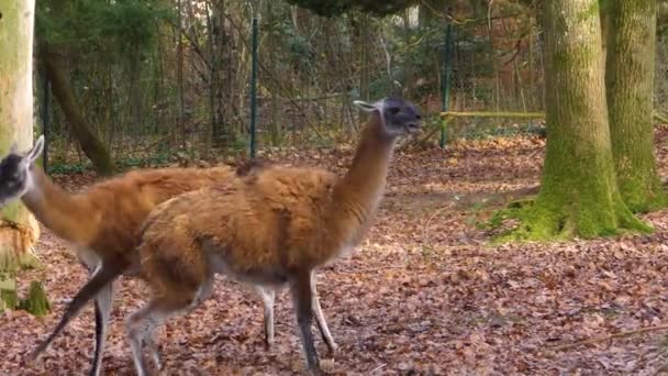 Primer Plano Dos Guanacos Peleando Saltando Bosque Otoño — Vídeo de stock