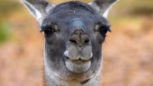 Gros plan de guanaco dans les bois en automne.
