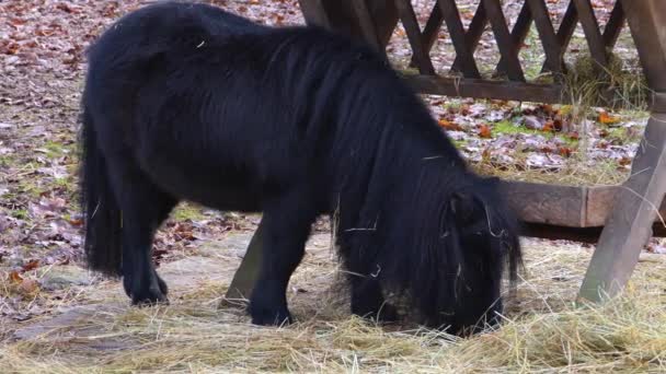 Close Shot Black Shetland Pony Eating Hay — Stock Video