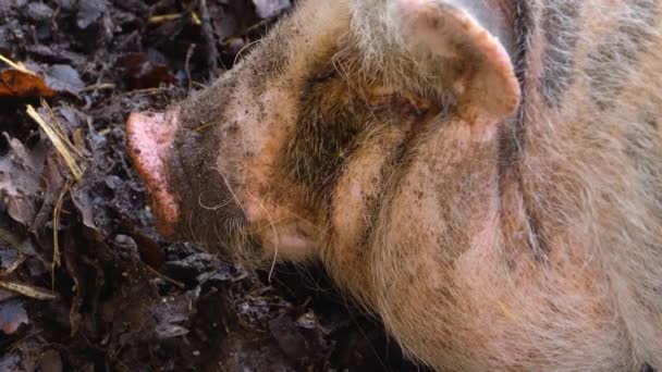 Close Pink Pot Bellied Pig Nose Dirt Autumn — Stock Video