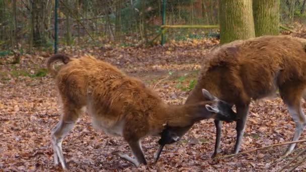 Närbild Två Guanaco Slåss Och Hoppar Upp Skogen Hösten — Stockvideo