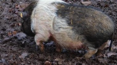 Topraktaki göbekli domuzları kapatın.