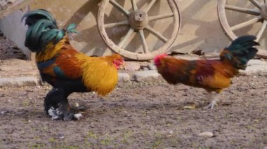 Sonbaharda güneşli bir günde iki horoz kavga ediyor.