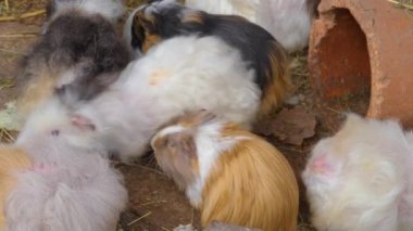 Sonbaharda güneşli bir günde yerdeki kobay faresini kapat..