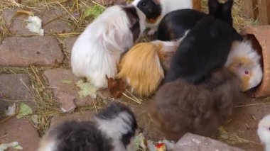 Sonbaharda güneşli bir günde yerdeki kobay faresini kapat..