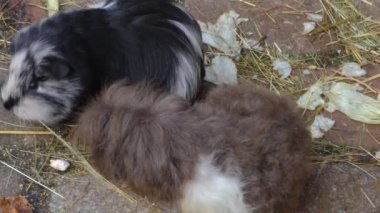 Sonbaharda güneşli bir günde yerdeki kobay faresini kapat..