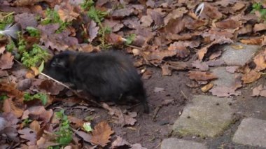Sonbaharda güneşli bir günde yerdeki kobay faresini kapat..