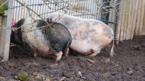 土の中のポットベリーの豚のクローズアップ — ストック動画