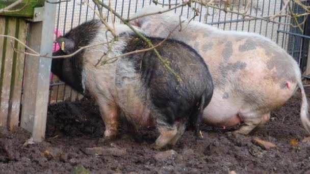 Acercamiento Cerdos Barriga Tierra — Vídeo de stock