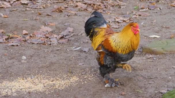 Primo Piano Del Pollo Gallo Una Giornata Sole Autunno — Video Stock