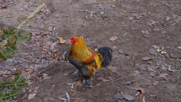 Close Rooster Chicken Sunny Day Autumn — Stock Video