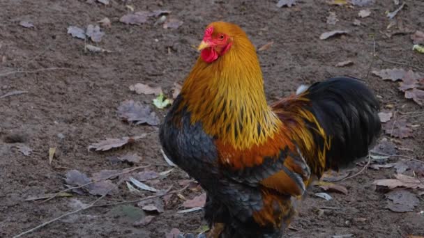 Close Galinha Galo Dia Ensolarado Outono — Vídeo de Stock