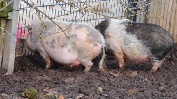 Close Pot Bellied Pigs Dirt — Stock Video