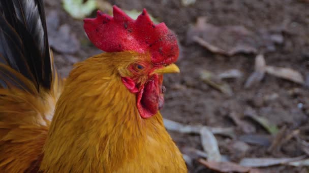 秋の晴れた日に鶏の丸焼きを閉じる — ストック動画