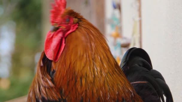 Gros plan du poulet au coq par une journée ensoleillée en automne.