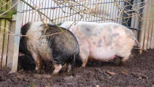 土の中のポットベリーの豚のクローズアップ — ストック動画