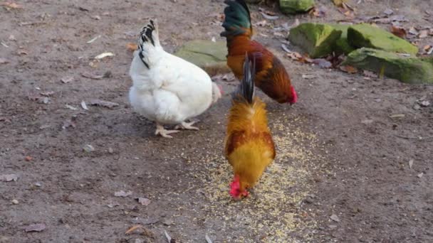 Menutup Ayam Jantan Pada Hari Yang Cerah Musim Gugur — Stok Video