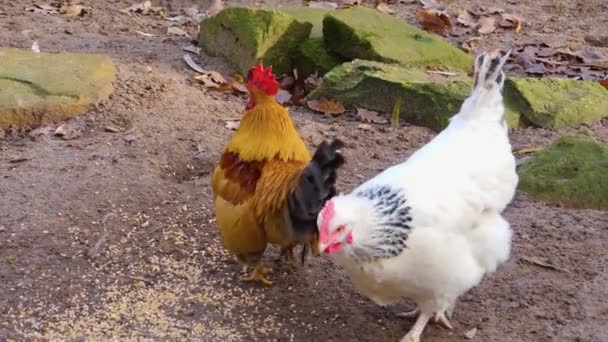 Dos Gallos Pelean Día Soleado Otoño — Vídeos de Stock