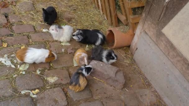 Großaufnahme Von Meerschweinchen Boden Sonnigen Herbsttagen — Stockvideo