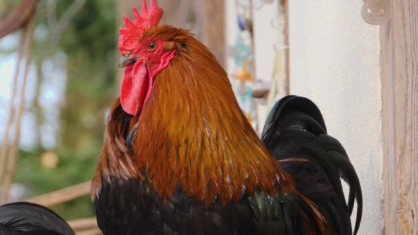 Gros plan du poulet au coq par une journée ensoleillée en automne.