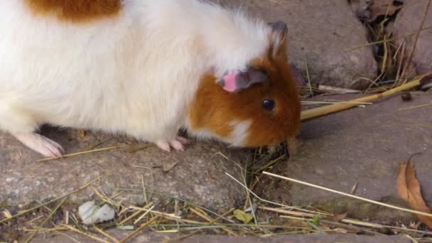 Sluiten Van Cavia Grond Zonnige Dag Herfst — Stockvideo