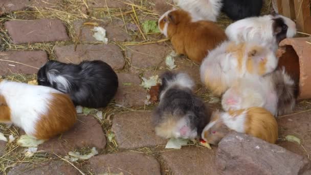 Sluiten Van Cavia Grond Zonnige Dag Herfst — Stockvideo