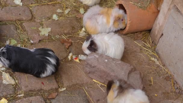 Close Guinea Pig Ground Sunny Day Autumn — Stock Video