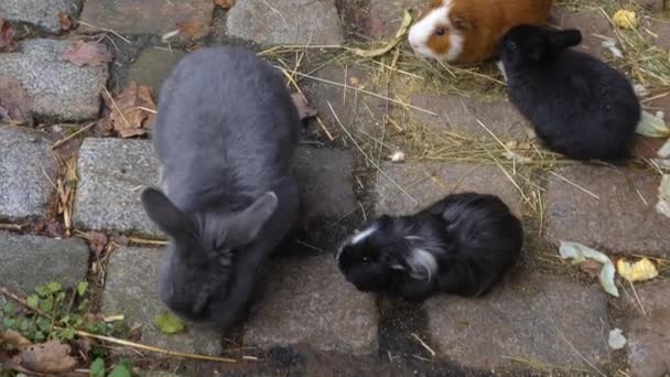 Gros Plan Cobaye Lapin Jour Ensoleillé Automne — Video