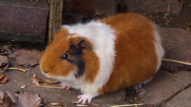 Großaufnahme Von Meerschweinchen Boden Sonnigen Herbsttagen — Stockvideo