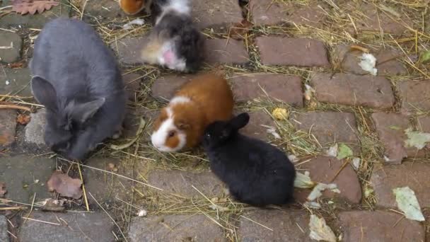 Close Guinea Pig Ground Sunny Day Autumn — Stock video