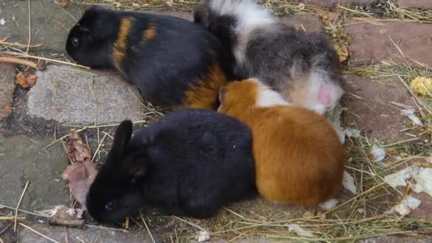 Sluiten Van Cavia Grond Zonnige Dag Herfst — Stockvideo