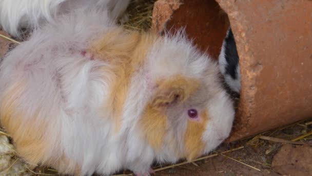 Sluiten Van Cavia Grond Zonnige Dag Herfst — Stockvideo