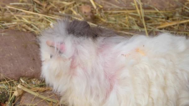 Sluiten Van Cavia Grond Zonnige Dag Herfst — Stockvideo