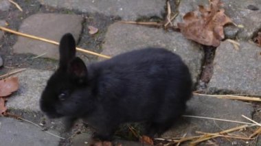 Sonbaharın güneşli bir gününde bir tavşanın kapanışı.