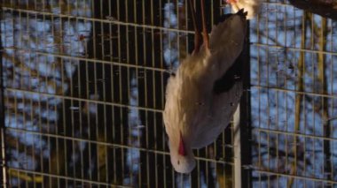 Sonbaharın güneşli bir gününde, bir göldeki beyaz leylek yansımalarını kapat..