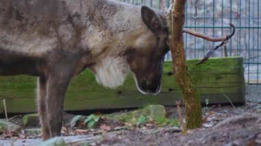 Sonbaharda güneşli bir günde ren geyiğinin kapanışı