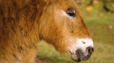 Sonbaharda güneşli bir günde przewalski atının kapanışı.