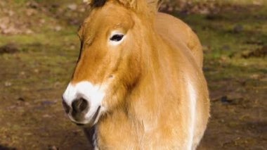 Sonbaharda güneşli bir günde przewalski atının kapanışı.