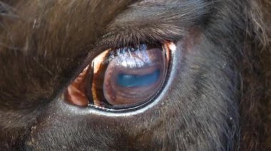 Sonbaharda güneşli bir günde bizon gözünü kapat.