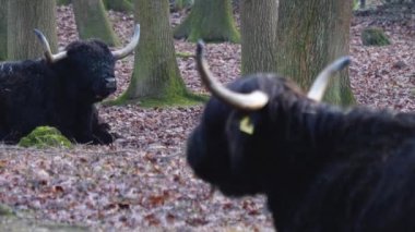 Sonbaharda güneşli bir günde iki İrlanda sığırı