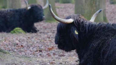 Sonbaharda güneşli bir günde iki İrlanda sığırı